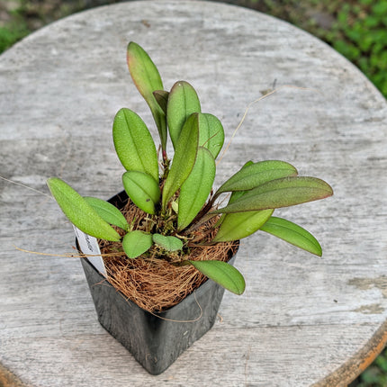 Pleurothallis rabei - Orchids for the People