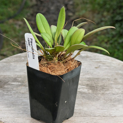 Pleurothallis rabei - Orchids for the People