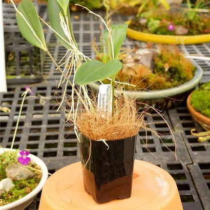 Pleurothallis restrepioides 'Dragonstone' - Orchids for the People