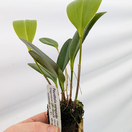Pleurothallis restrepoides 'Dragonstone' - Orchids for the People