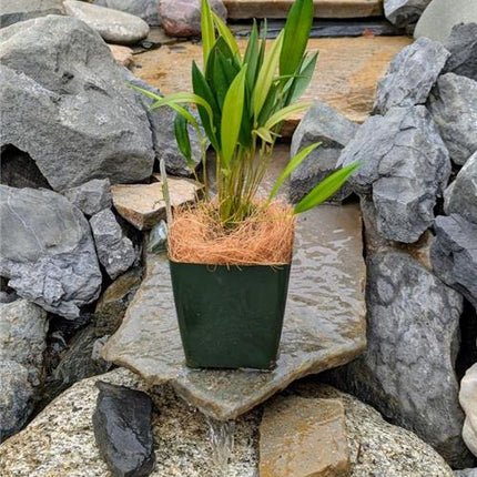 Pleurothallis ruscifolia - Orchids for the People