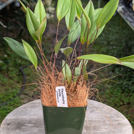 Pleurothallis stricta - Orchids for the People
