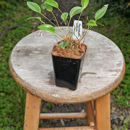 Pleurothallis  anthrax - Orchids for the People