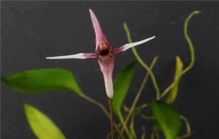 Pleurothallis  anthrax - Orchids for the People