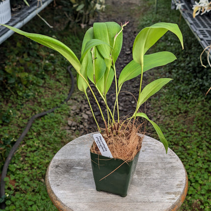 Pleurothallis phalangifera - Orchids for the People