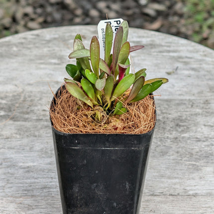 Pleurothallis picta - Orchids for the People