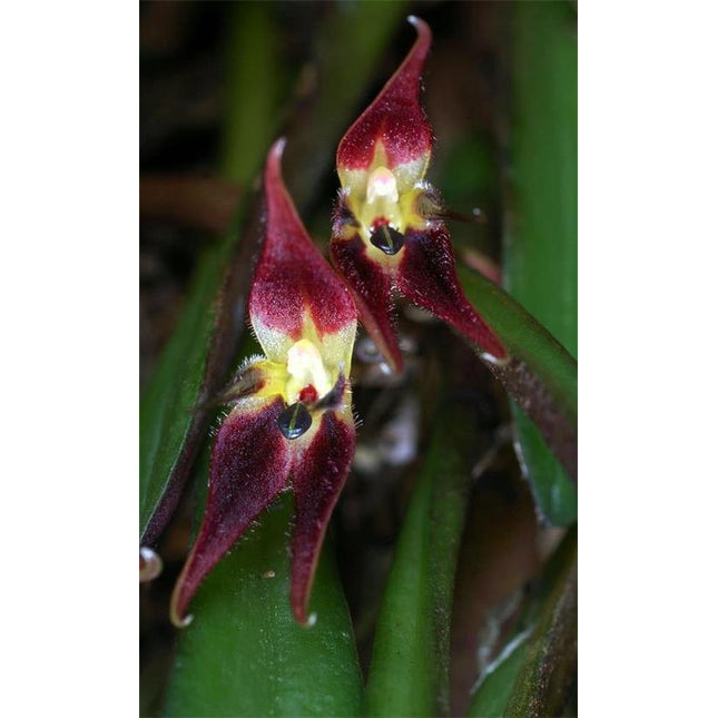 Pleurothallis rabei - Orchids for the People