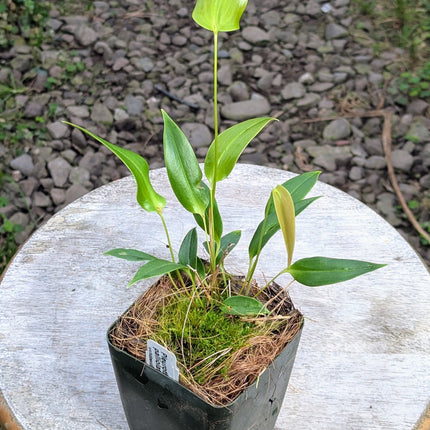 Pleurothallis palliolata