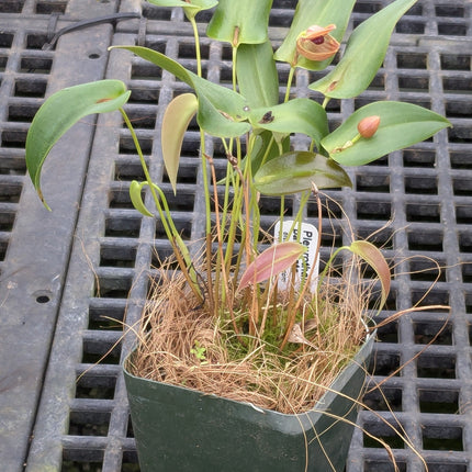 Pleurothallis palliolata