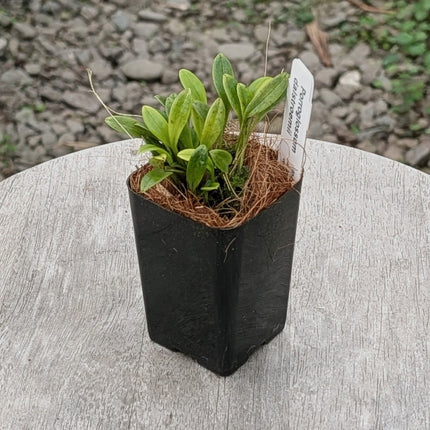 Porroglossum dalstroemii - Orchids for the People