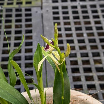 Prosthechea  X chixoyens - Orchids for the People