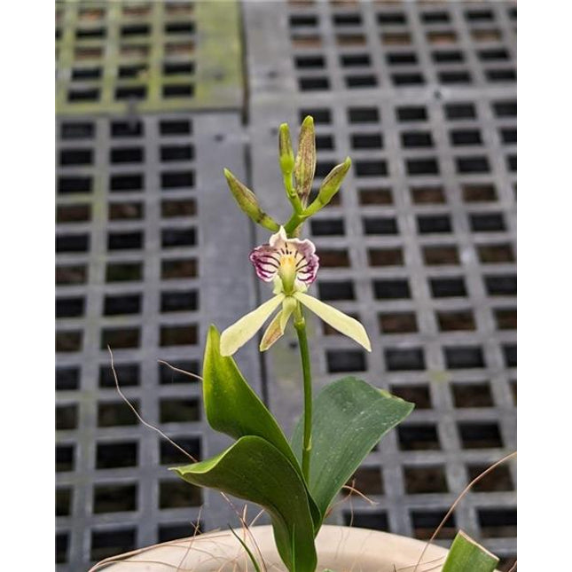 Prosthechea  X chixoyens - Orchids for the People