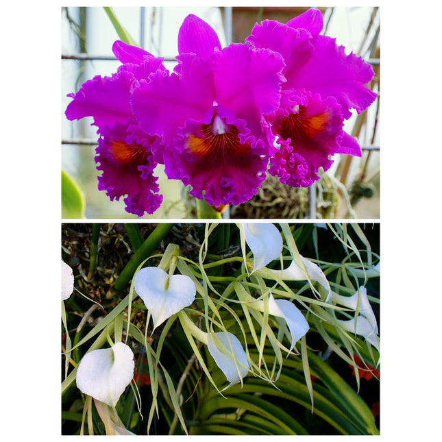 RLC. Magic of Mishima x Brassavola nodosa (010756) - Orchids for the People