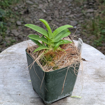 Sarcochilus fitzgeraldii
