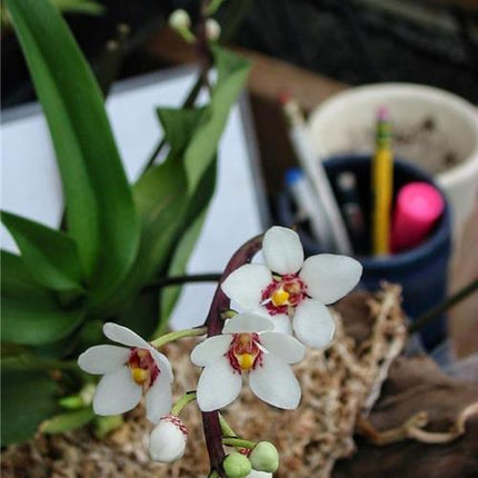Sarcochilus fitzgeraldii - Orchids for the People