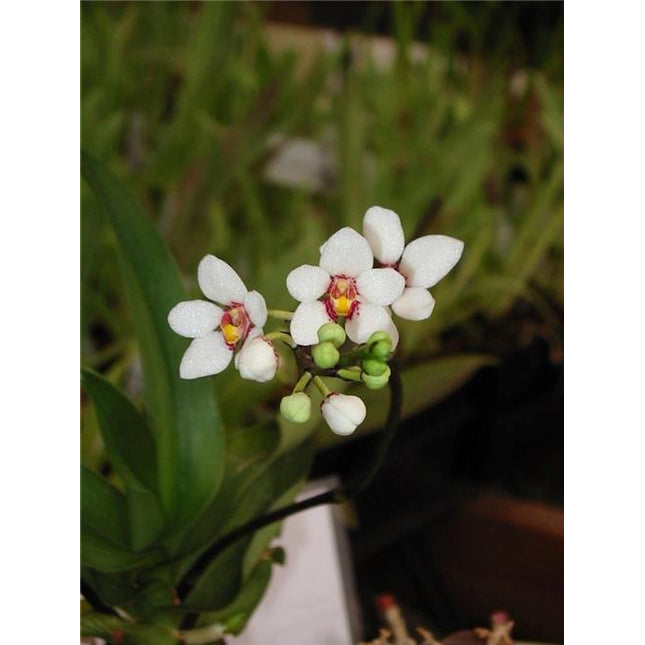 Sarcochilus fitzgeraldii (011133) - Orchids for the People