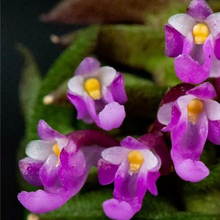 Schoenorchis scolopendria