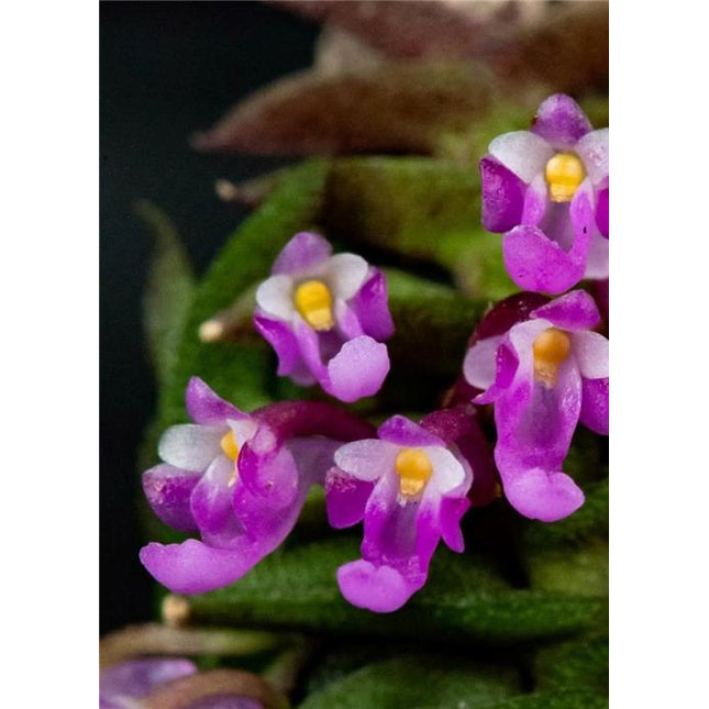 Schoenorchis scolopendria - Orchids for the People