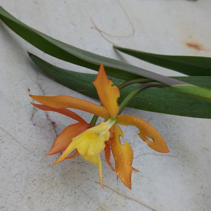 Compot:  Sophronitis coccinea x Epi parkinsonianum