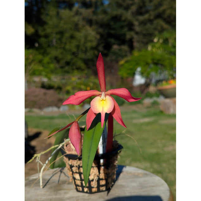 Compot:  Sophronitis coccinea x Epi parkinsonianum