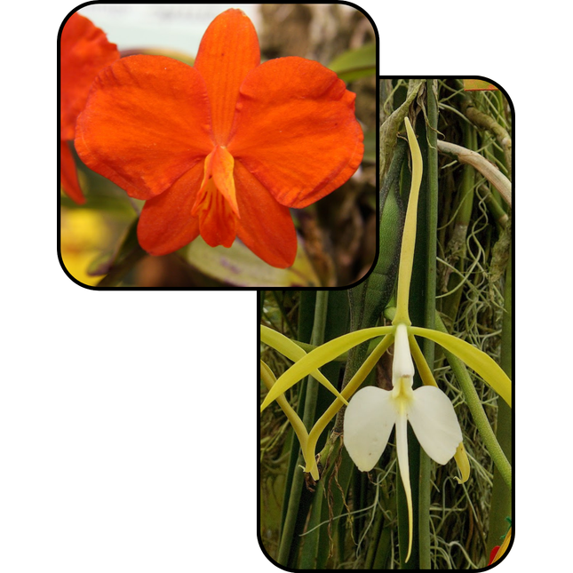 Sophronitis coccinea x Epi parkinsonianum (011027) - Orchids for the People