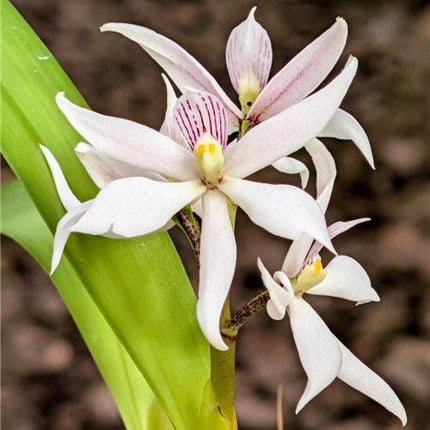 Prosthechea sima (syn Encyclia sima) - Orchids for the People