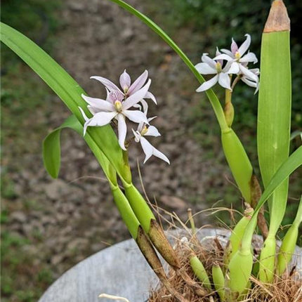 Prosthechea sima (syn Encyclia sima) - Orchids for the People