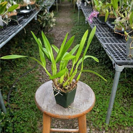 Prosthechea sima (syn Encyclia sima) - Orchids for the People
