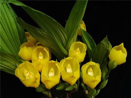 Compot:  Anguloa dubia - Orchids for the People