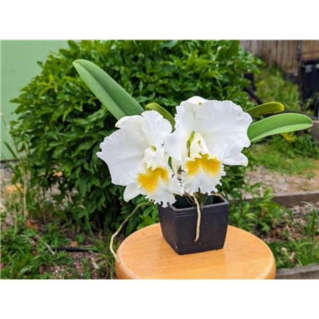 BLC Rutledge 'Carmela' - Orchids for the People