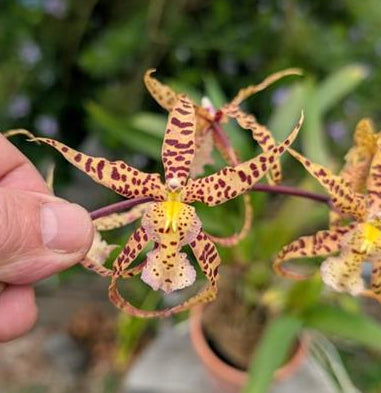 Brassidium Charlotte