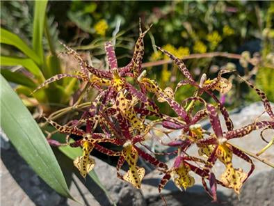 Brassidium Charlotte