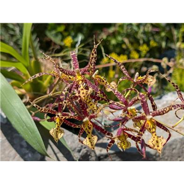 Brassidium Charlotte