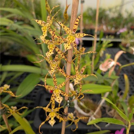Brassidium Charlotte