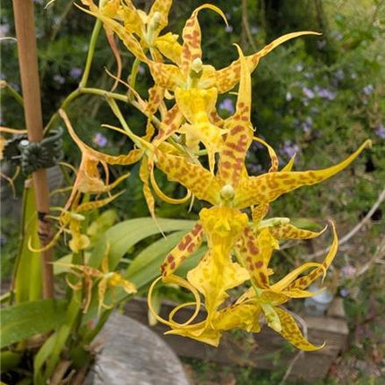 Brassidium Charlotte