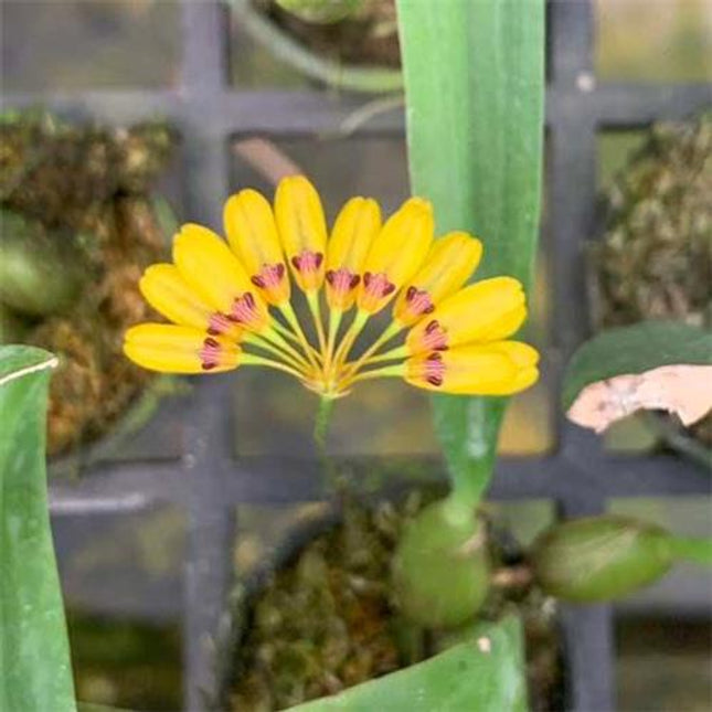 Bulbophyllum skeatianum v. Yellow - Orchids for the People
