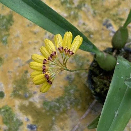 Bulbophyllum skeatianum v. Yellow