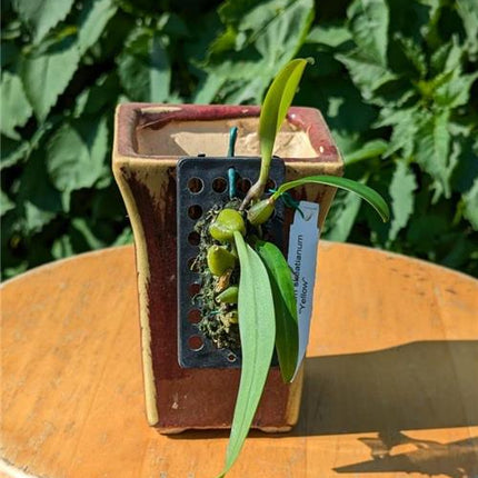 Bulbophyllum skeatianum v. Yellow