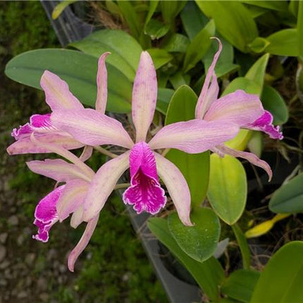 Cattleya Mariae Piae