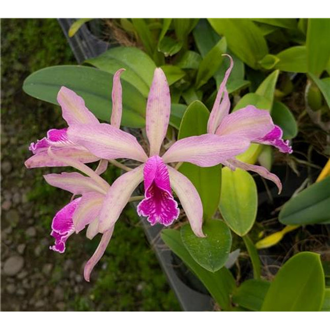 Cattleya Mariae Piae - Orchids for the People