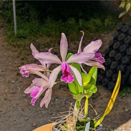 Cattleya Mariae Piae