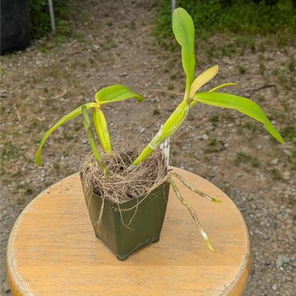 Cattleya Mariae Piae