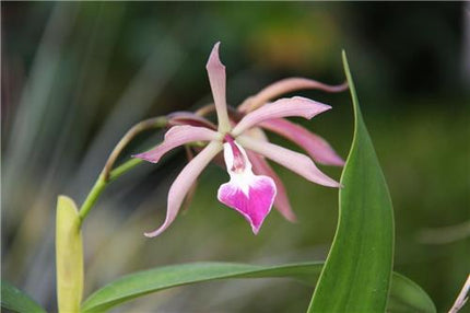 Cattleya Interglossa x Panarica brassavolae - Orchids for the People