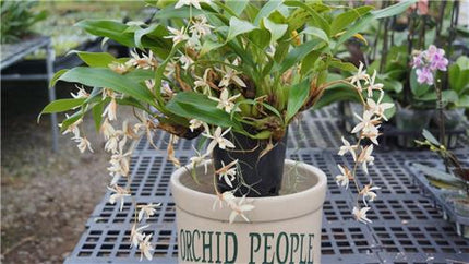 Coelogyne flaccida