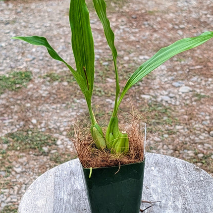 Coelogyne Lyme Bay