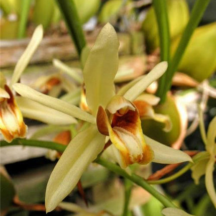 Coelogyne trinervis - Orchids for the People