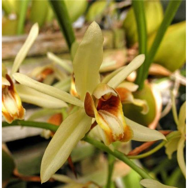 Coelogyne trinervis - Orchids for the People