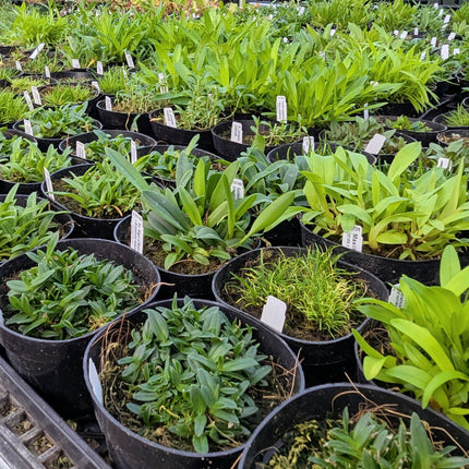 Compot:  Brassavola nodosa x Laelia wallisii - Orchids for the People