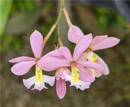 Epidendrum coronatum x ellipticum - Orchids for the People