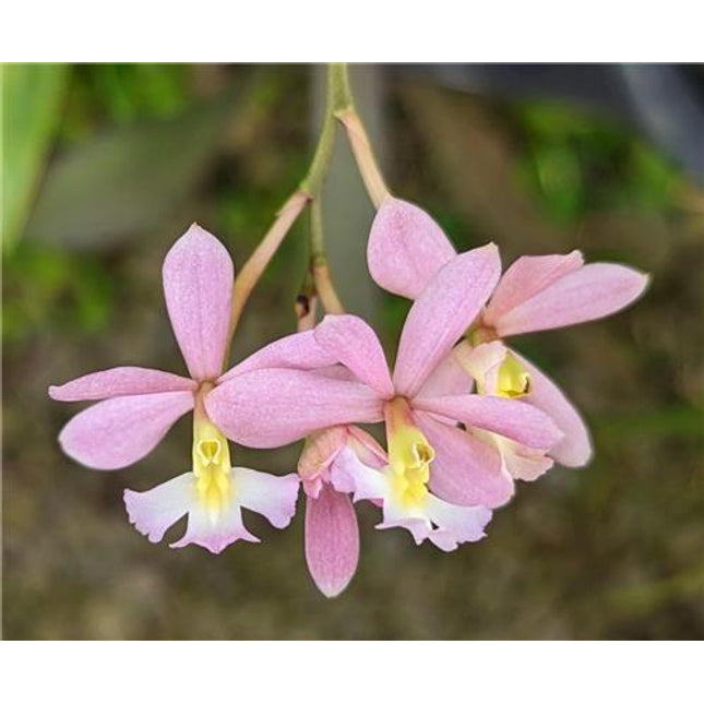 Epidendrum coronatum x ellipticum - Orchids for the People